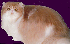 Tehy Apollo of Catillak DM